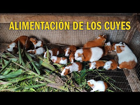 ALIMENTACIÓN DE LOS CUYES - QUÉ COMEN LOS CUYES