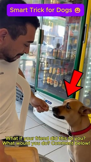 How to Trick Your Dog 😂🐶