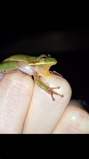 Squirrel Treefrog gets Stuck to my Finger After Landing on my Car!