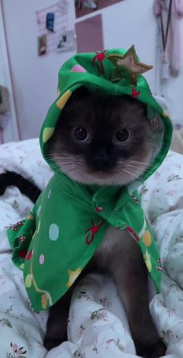 Lulu Wishes Merry Christmas! Cute Cat Video