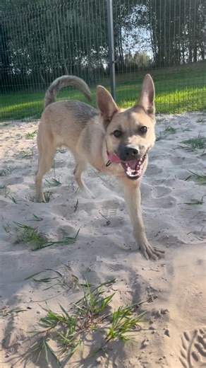 Mūsų LAUKAS jau pasiruošęs važiuoti namo 🥹🥳 Atvyko su sužeista koja kaip ir keli kiti broliai sesės - deja nežinome nei kas nei kaip nuskriaudė mažylius.. Laukas beveik nevaikščiojo keturiomis, tad visai neliūdi - trimis kojomis ir prieš operaciją šuoliavo greičiau už kitus 🤪 🫶 Apie 6mėn, trikojis berniukas 🫶 Mielas, žaismingas, smalsus, drąsus 🫶 Lauko reikalus daro tik lauke 🥰 🫶 Puikiai sutaria su kitais gyvūnais 🫶 Labai imlus mokslams 🤓 Veterinarai dar stebi Lauko vystymąsi ir mano, 