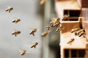 Aggressive swarm of killer bees fatally attack three family dogs