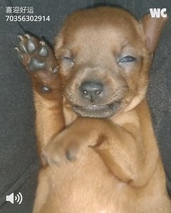 478K views · 10K reactions | Sleepy Dogs Being Absolute Goofballs  | Watercooler | Facebook