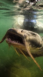The goonch catfish. A river monster and a man eater. #goonch #kaliriver #indianwildlifeofficial #southeastasia #fishes | Vivek Mandya C
