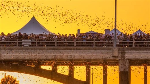 Experience the magic of 1.5 million bats at Austin's most unique festival Sat. Sept. 6th
