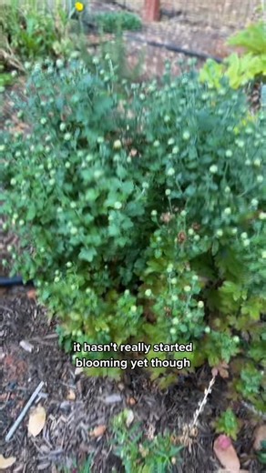 Plant haul 🤩 from a local nursery, @Four Winds Gro | Gardening With Tara