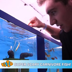 19K views · 431 reactions | Super Scary Carnivore Fish! The Ultimate Predator?? | CoralFish12g | Facebook
