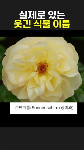 웃긴 식물 이름