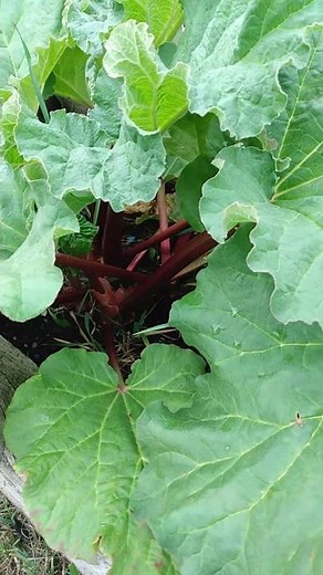 How to Properly Harvest Rhubarb - pull, don't cut!