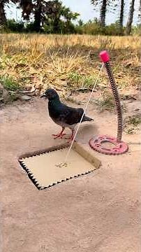 Smart DIY Pigeon Bird Trap Idea Using Paper & Spring #camping #outdoors #bushcraft