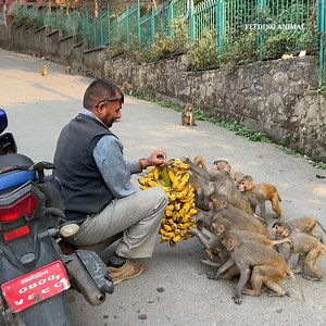 Beautiful video of monkey fed bunch of banana and great meal fed to stray dogs | Feeding Animal