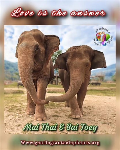 Love is the answer! The wisdom of elephants 🐘✨️🐘 More in description below 👇 #love #elephantlove