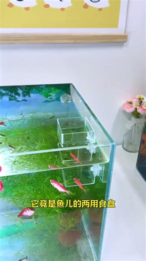 Dual-purpose feeder for fish tank #guppy #aquarium #fish