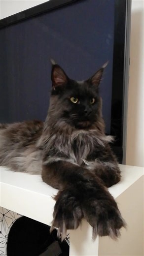 Black Maine Coon Cat: Meet Barny the Magnificent Feline