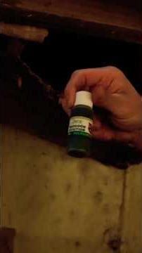 Creating a phantom Menace #raccoon #wildliferescue #shorts