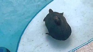 Florida family finds a turtle in their pool