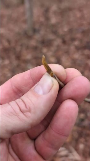 Hiking with trees - hickory ID in winter