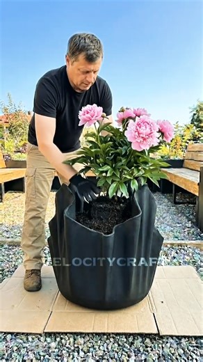 I made a peony DIY cement planter at home #gardendesign #garden #satisfying #hangingplants