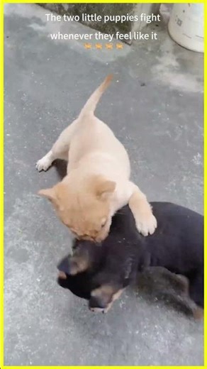 The two little puppies fight whenever they feel like it #pets #funny #animals #cute #cutedog