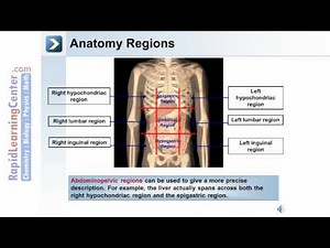 Intro to the Human Body - Anatomical Terms