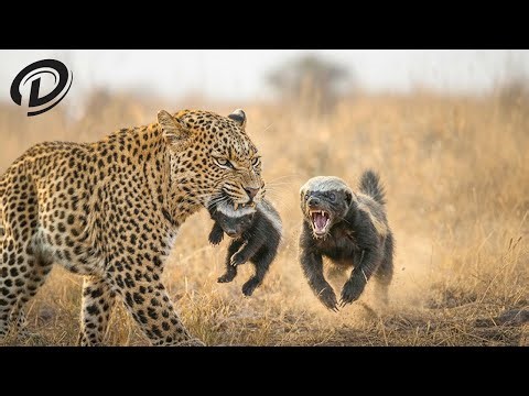 This Is Why Honey Badger Cub Taken By A Leopard In Broad Daylight | Wildlife Documentary