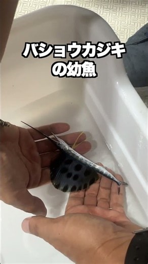I caught a baby marlin!!