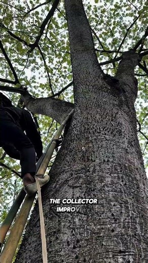 DIY Ladder: Primitive Skills Conquer Spiky Jungle Tree! 🪜