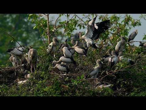 Mystery Of Bird Life Living at Flooded Forest In The Beautiful The World 00257