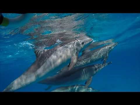 Communication avec des dauphins sauvages