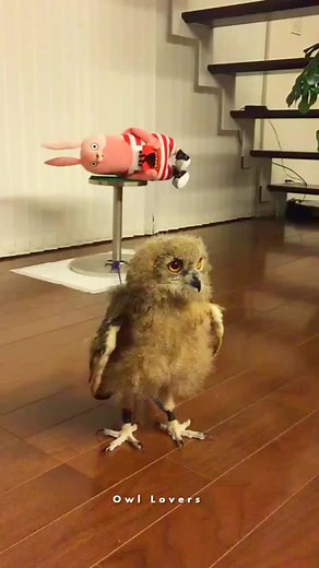 43K views · 1.7K reactions | Baby cute owl黎 #owl | Owl Lovers | Facebook