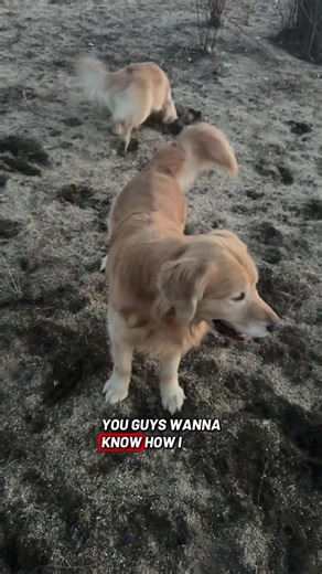 Swift loves to retrieve but she really loves to search. She keeps her nose to the ground all the time smelling everything and it’s fun to watch. Meanwhile Vader will bring me anything and yell at me to throw it 😂 #goldenretriever #sportingdog #scentwork #gundog #golden
