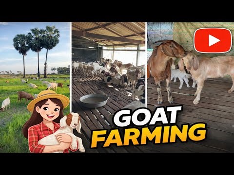 Goat Farming Business | Modern Goat Farm Setup & Daily Care