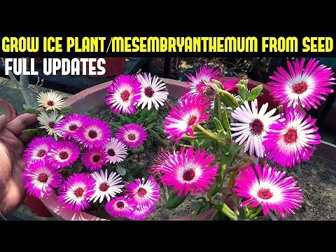 How To Grow Ice Plant/Mesembryanthemum From Seeds(FULL UPDATES)