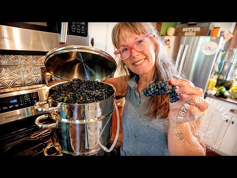 WILD Grape Juice | The Wild Grape Harvest Part 2