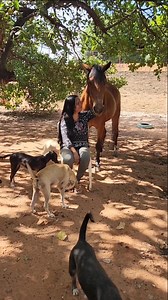 "Esse é o antes e depois do meu resgatado Freedom hoje liberto da total escravidão. " Credit to @jacqueline.f.gouveia Áudio SantuárioVale da Rainha Seria difícil quantificar quantas notícias foram publicadas no Brasil envolvendo maus-tratos contra cavalos forçados a puxarem carroças. De Norte a Sul do país, isso ainda é realidade comum. Sem dúvida, porque muitos brasileiros ainda a veem como normal, e por consequência de um ancestral e cultural condicionamento que nos leva a crer que os animais 