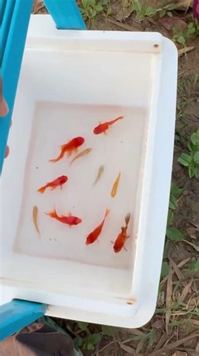 Catching the CUTEST Colorful Fish Ever! 😍🐟 #fishvideo #fish #shorts