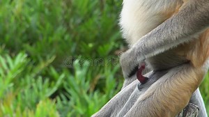 Male Proboscis Monkey Nasalis Larvatus Masturbating Close Up Detailed View. Endangered Endemic Borneo Animal Stock Footage - Video of jungle, detailed: 112572564