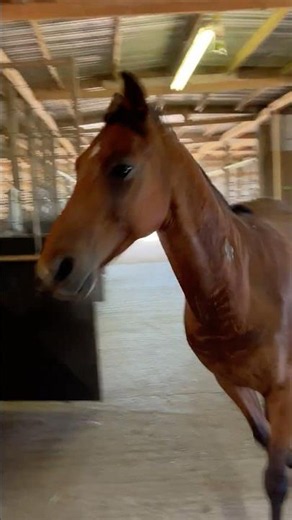 America's First Horse -Morgan Horse Zoey says Hello #horse #equestrian #morganhorse
