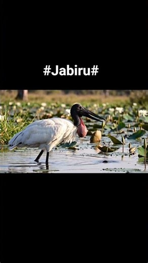 Jabiru is tallest flying bird in Central and South America, found near rivers, wetlands.