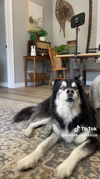 Proof My Husky is Actually a Singing Monster