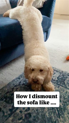 Steve and Steph 🐾 on Instagram: "🐾 How a Cavapoochon gets off the sofa 🐾 #dogsofinstagram #funnydogs"