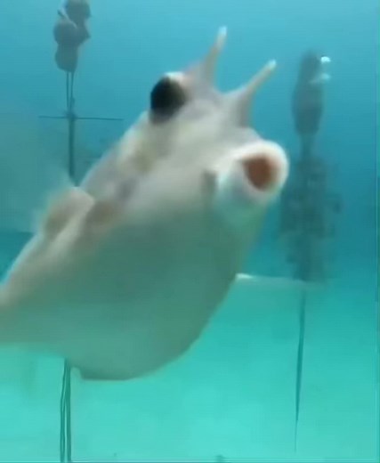 Cutest Fish Videos Compilation | Baby Skate Fish to Pretty Fish Videos