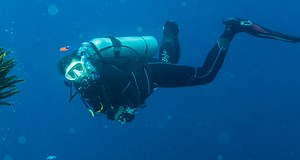 Scientists Discovered A New Species With 20 Arms That Looks Like Some Sort Of Alien