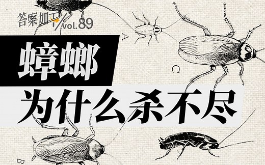 看了蟑螂的繁殖过程，我被震撼了