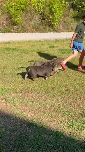 Bad Daddy walking like he pays the bills around here 😤🐾😂 #microbully #microamericanbully