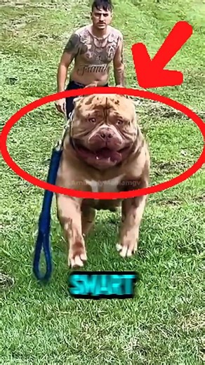 9 Dogs With INSANE Strength You Won’t Believe Exist 🐾😱 #dogfacts #shorts