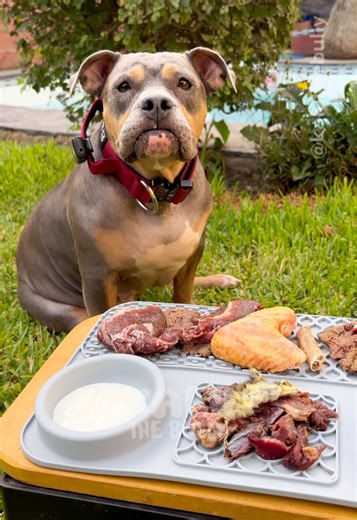 Menú BARF para perros: Comida Natural Equilibrada