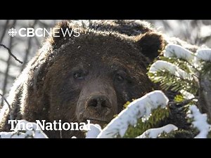 Banff's famous Grizzly 'The Boss' comes out of hibernation | The Moment
