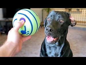 Labrador Reviews Amazon's Top Rated Dog Toys!!