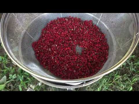 Harvesting and Processing Sumac Drupes